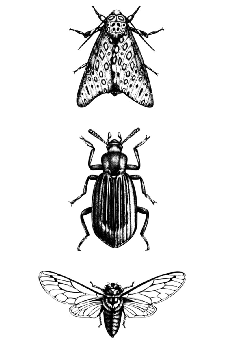 musingsbugs2